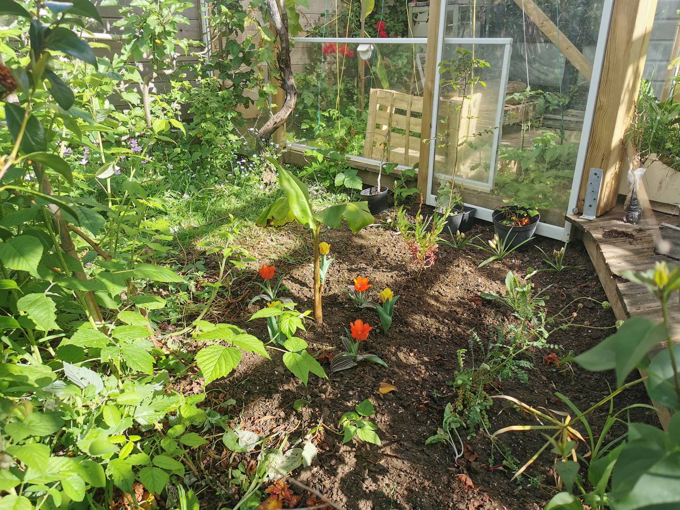 Après avoir arraché les buisson devant la serre, je remet des fleurs