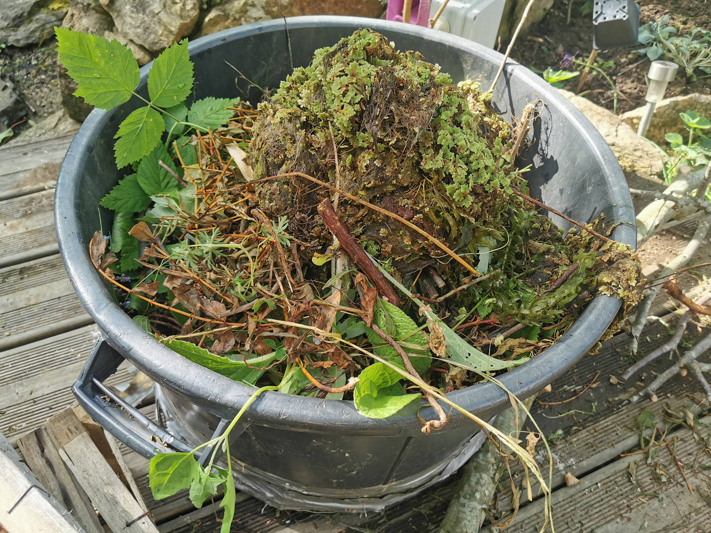 Je ramasse des tonnes de végétal pour le compost, y compris des lentilles d'eau