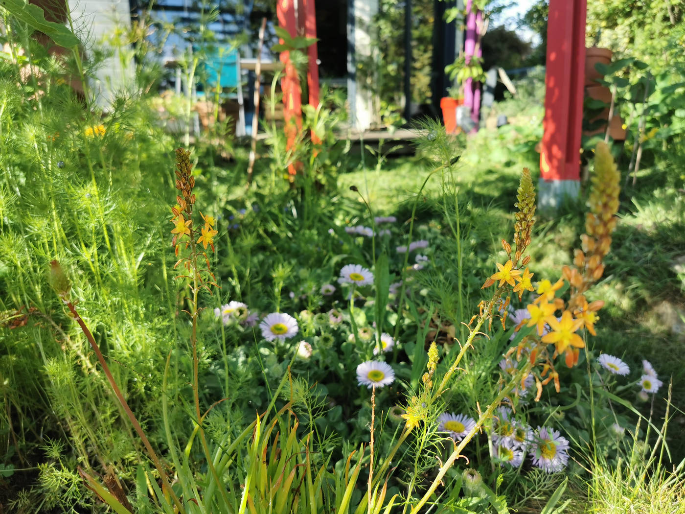 Des fleurs de Bulbinella frutescens