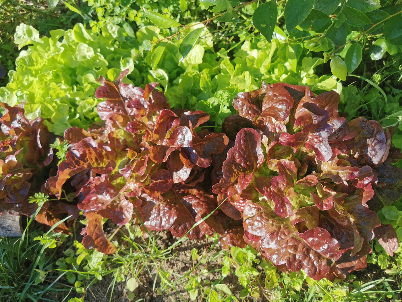 Salade feuille de chêne