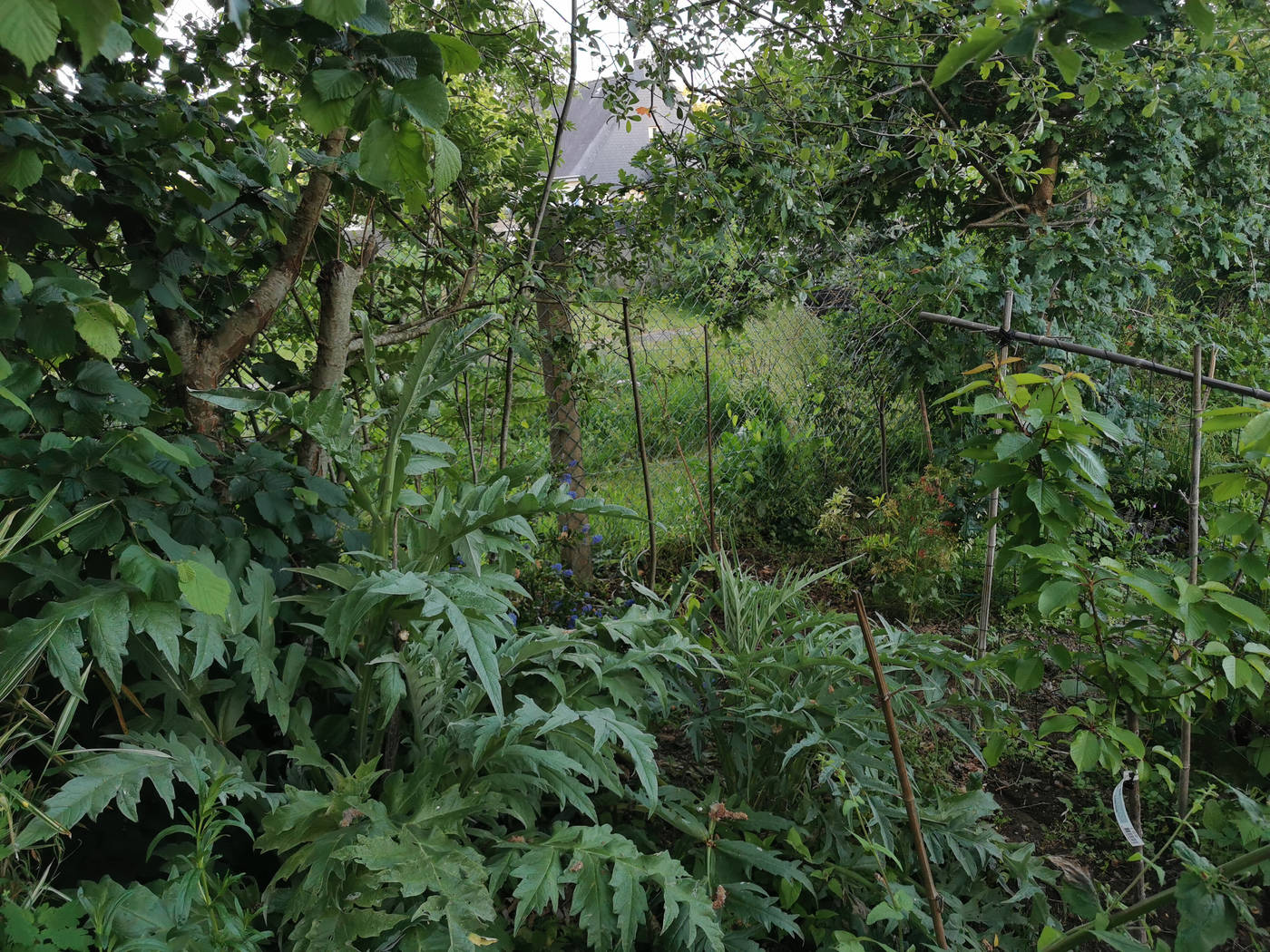 Ici j'ai coupé des arbres pour mettre des fruitiers, y'a de magnifique artichaut