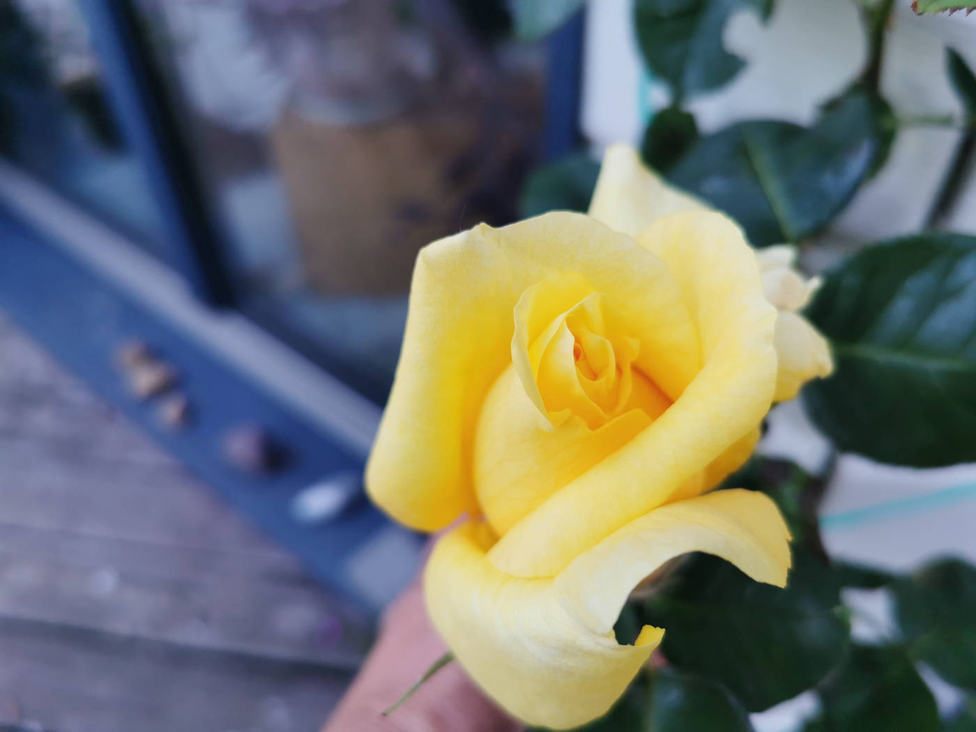 Rose Jaune au parfum envoutant