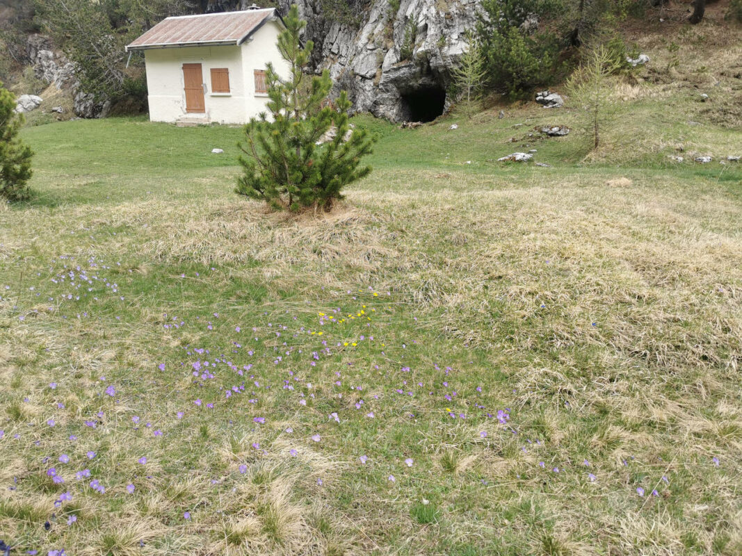 Trous de mines ? et parterre de fleurs