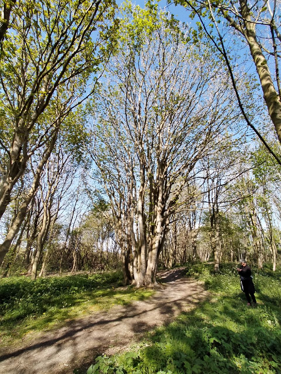 Arbres multiples