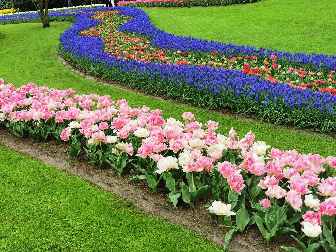 Chemin de tulipes