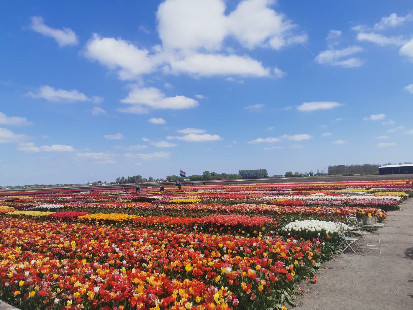 Un magasin où l'on cueille soi même ces fleurs