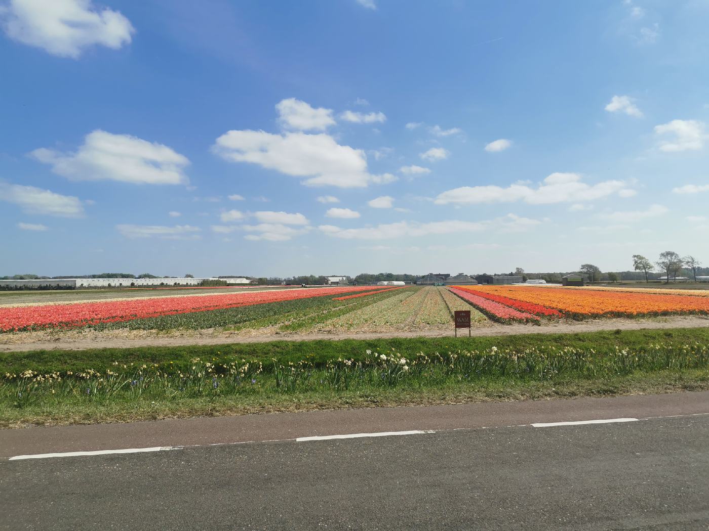 Un champs de production de tulipes (Bulbes et Fleurs)