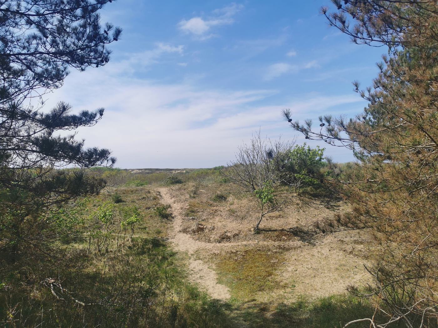 Du sables après une bande de forêt