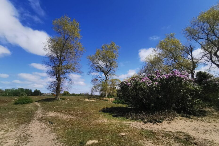 Dune fossile