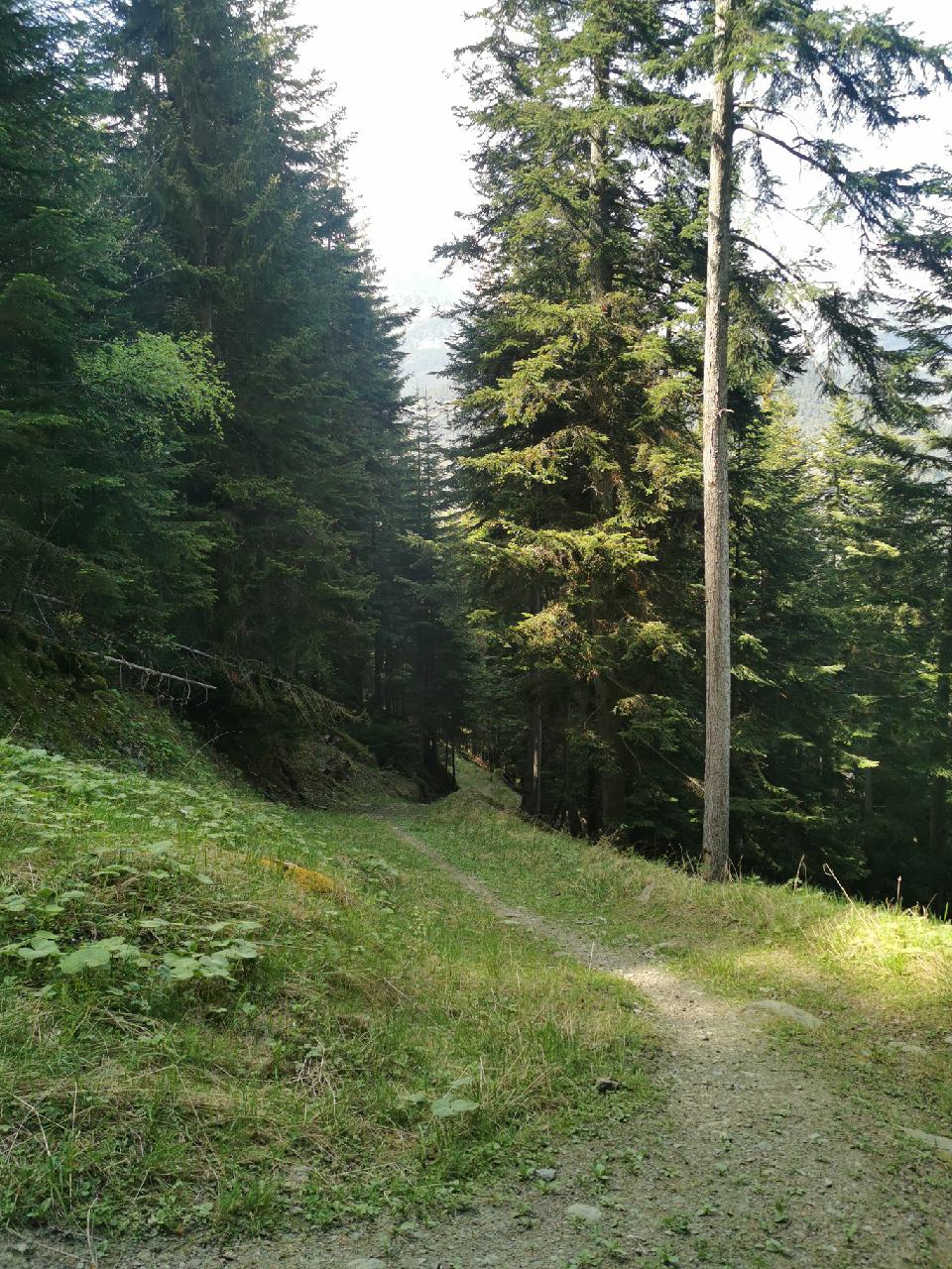 Sentier qui file dans la forêt