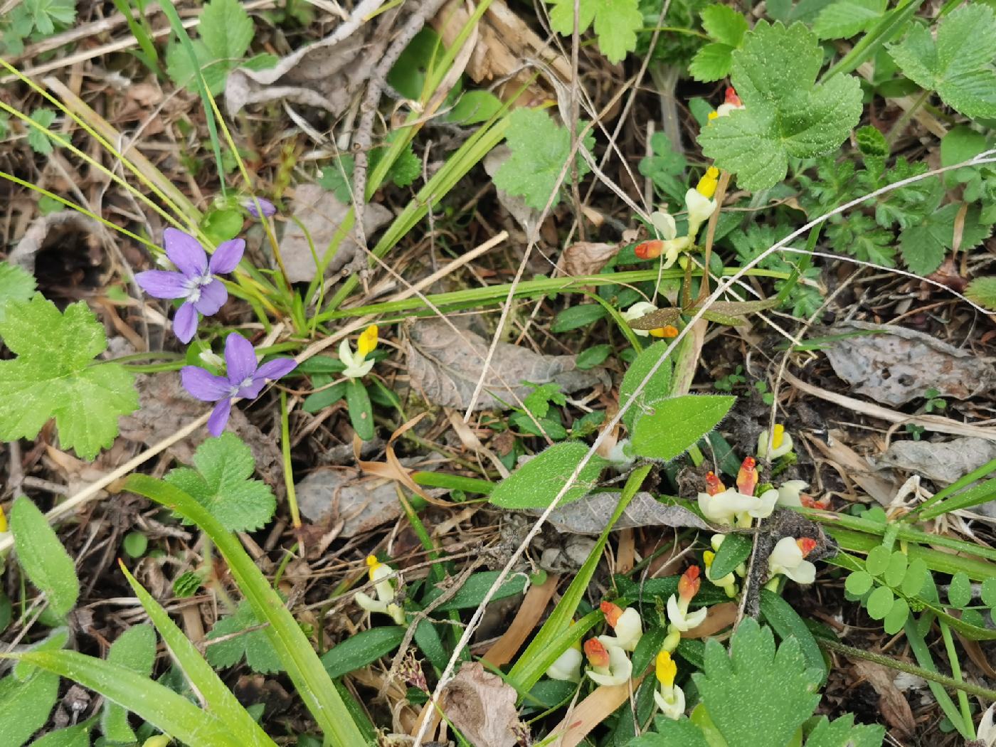 Le parterre est tapissé de fleurs