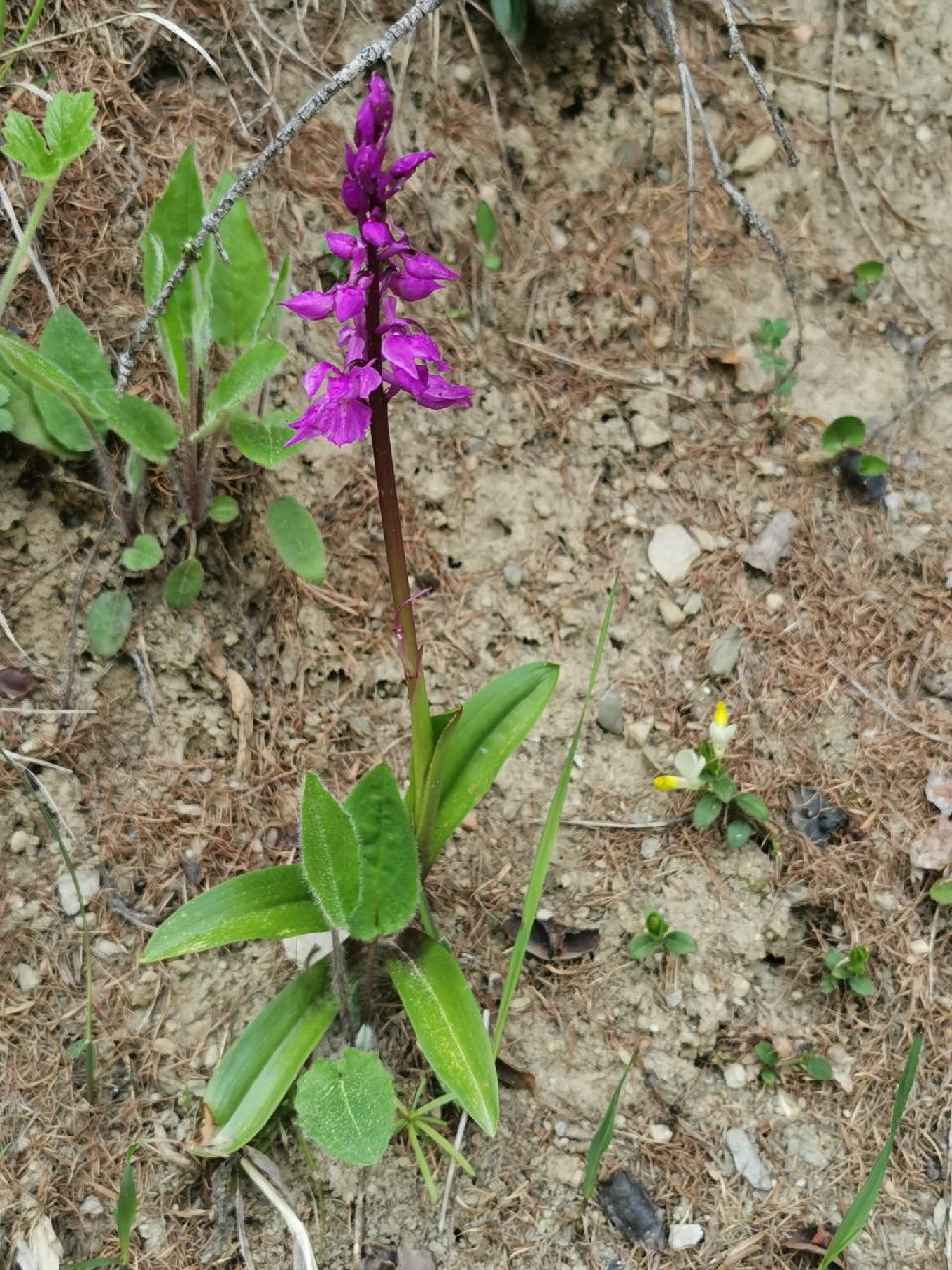 Orchidée