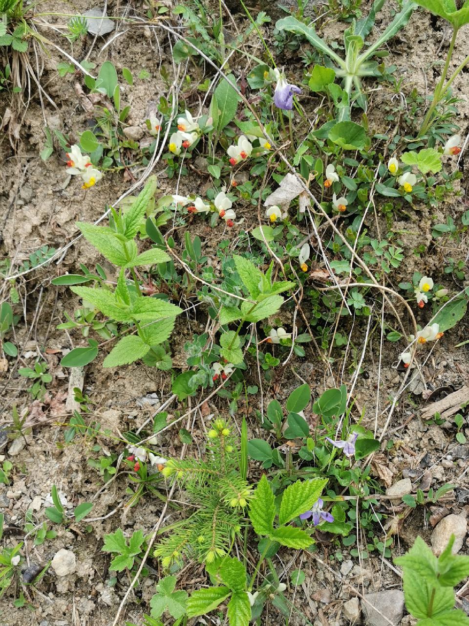 Multiple fleurs et jeune pousses