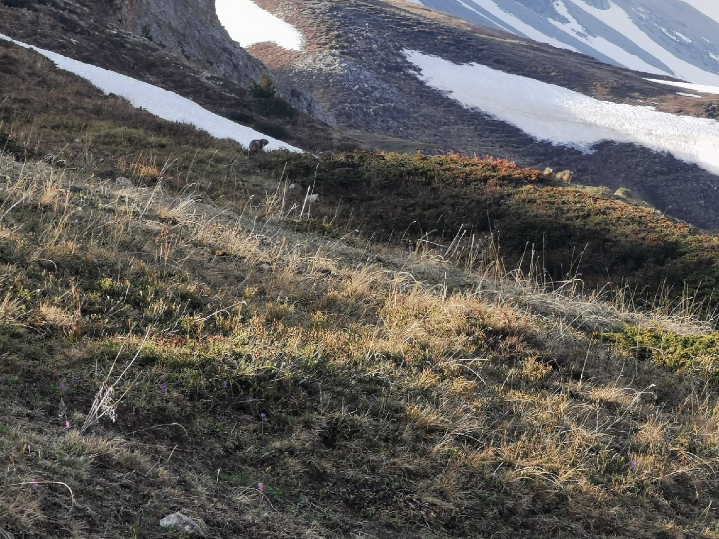 Au loin des marmottes