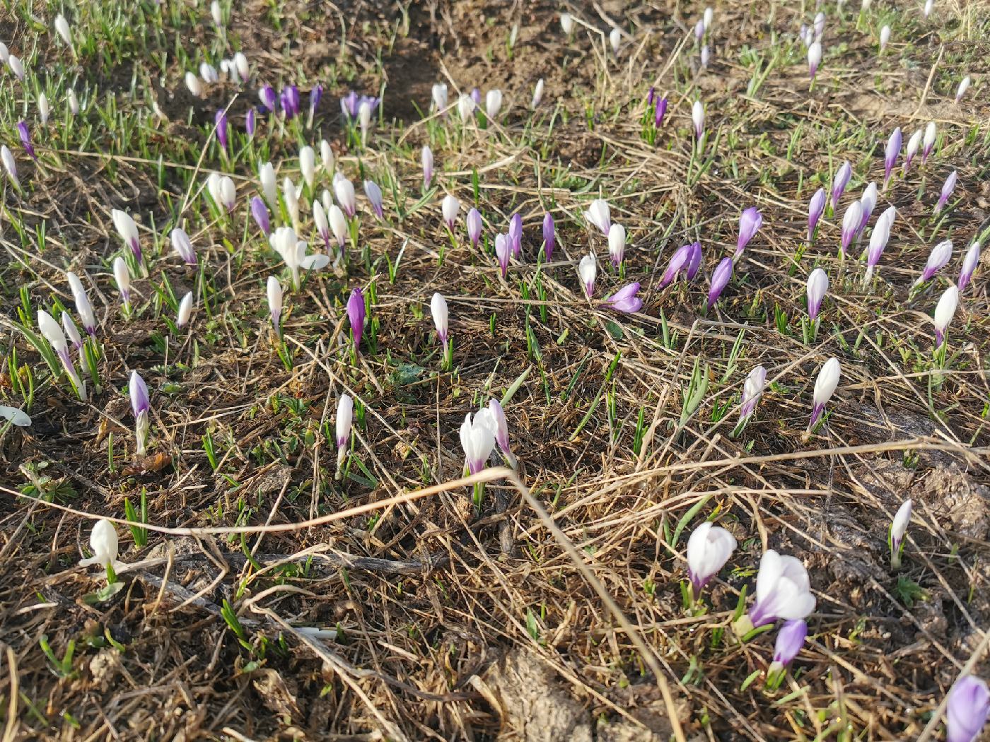 Invasion de Crocus