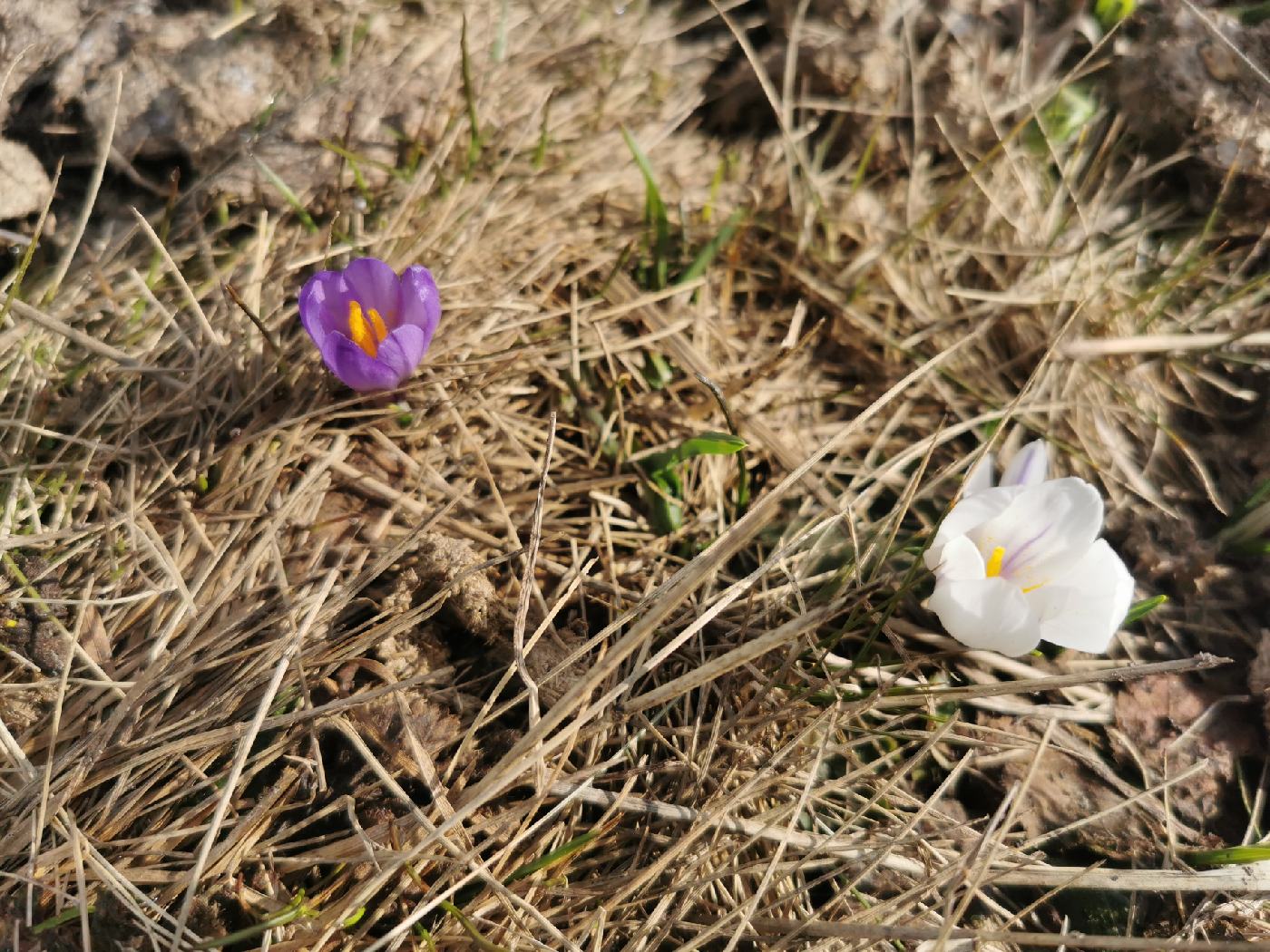 Crocus