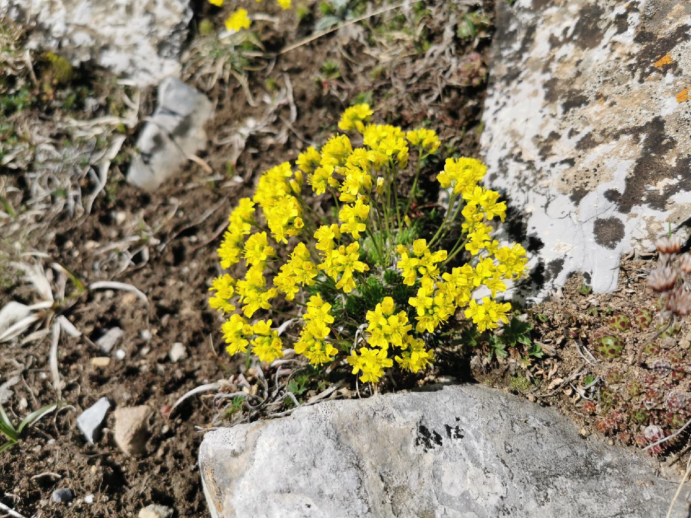 Passerage des Alpes