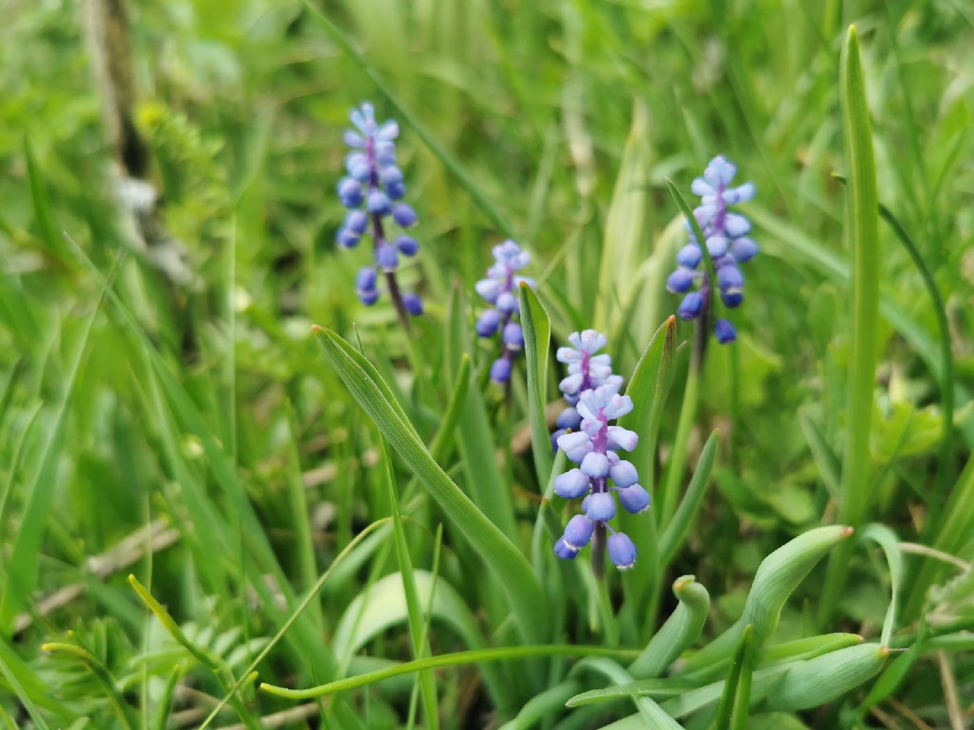 Muscari négligé