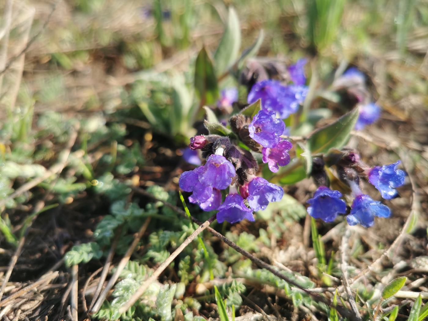 Linaire des Alpes couverte de rosée