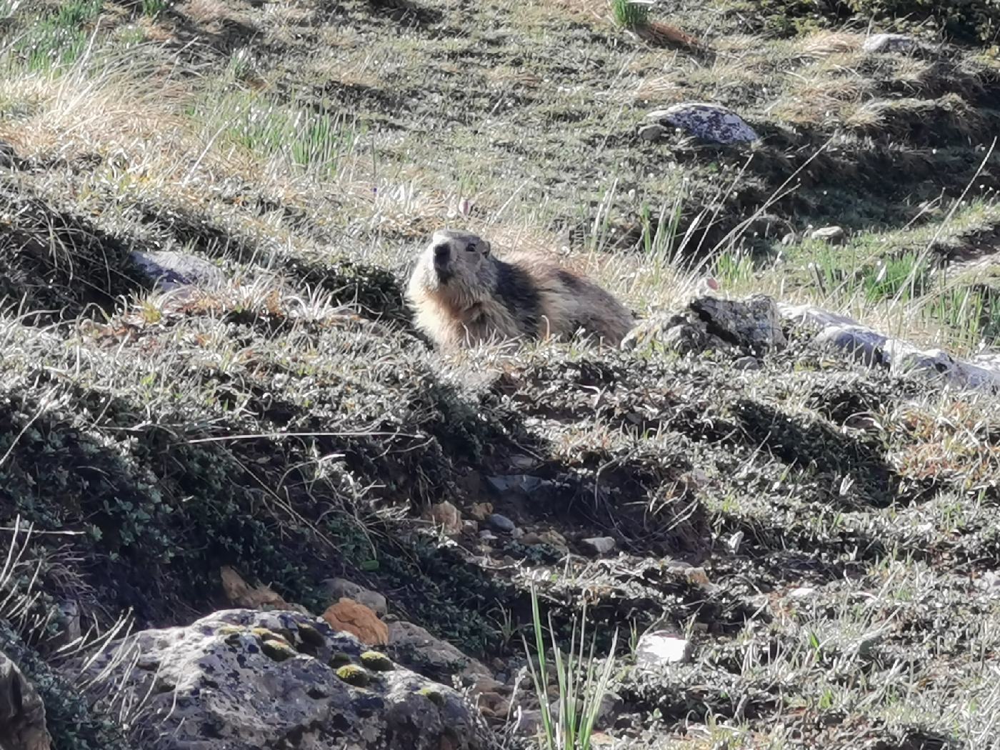 Marmottes de très prés