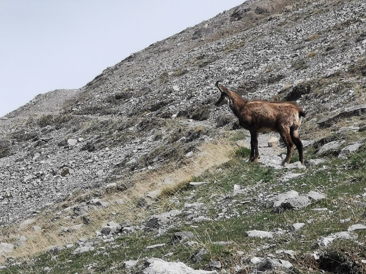 Chamois sur sa montagne