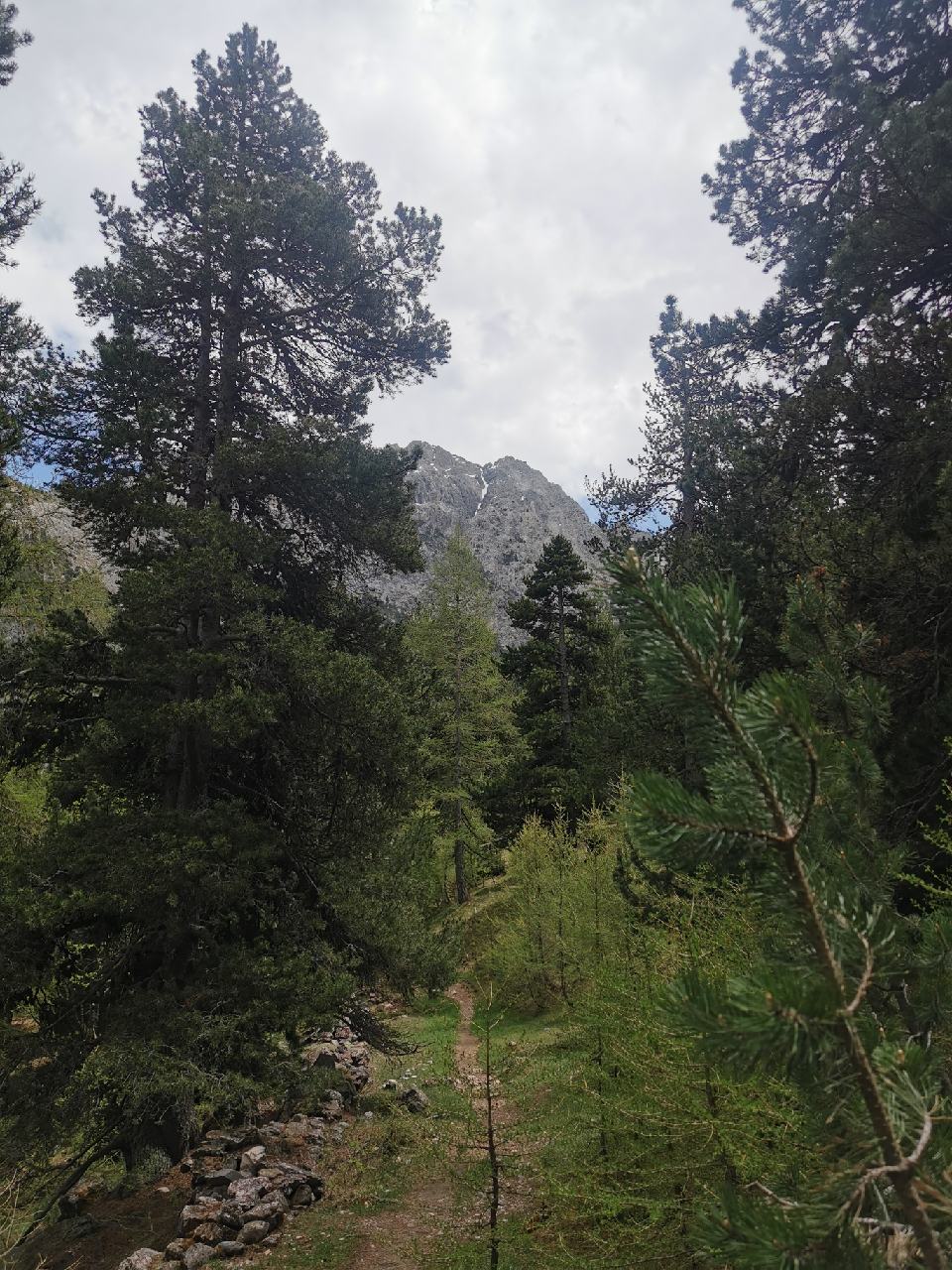 Le sentier dans la forêt