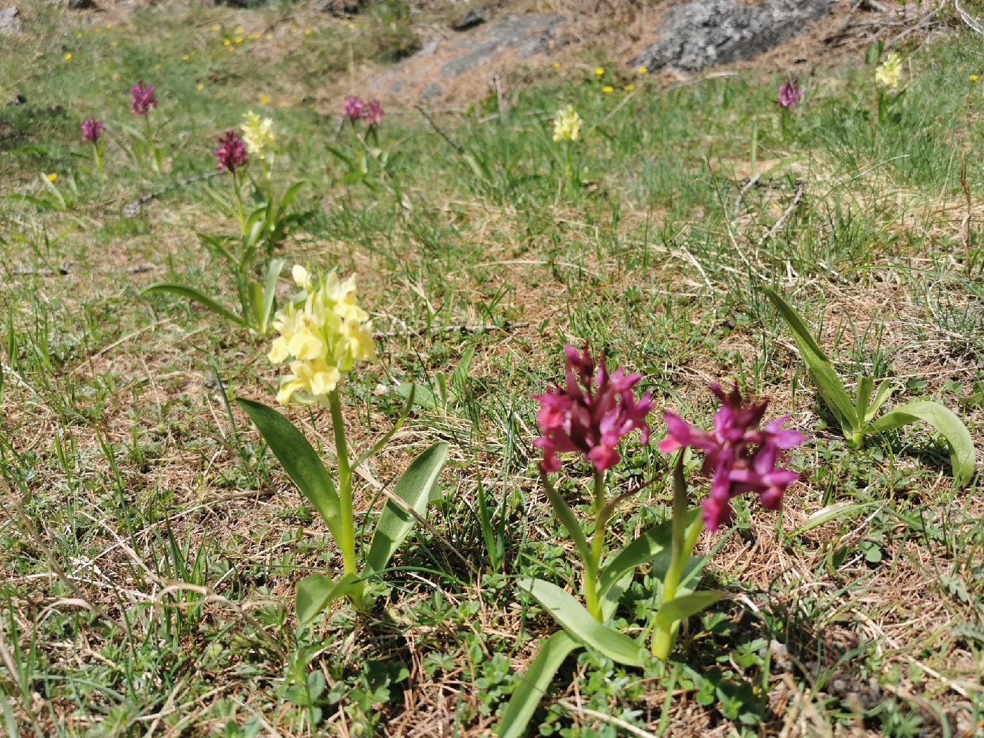 Orchidées (Orchis Bouffon (rose) et Pâle (la jaune))