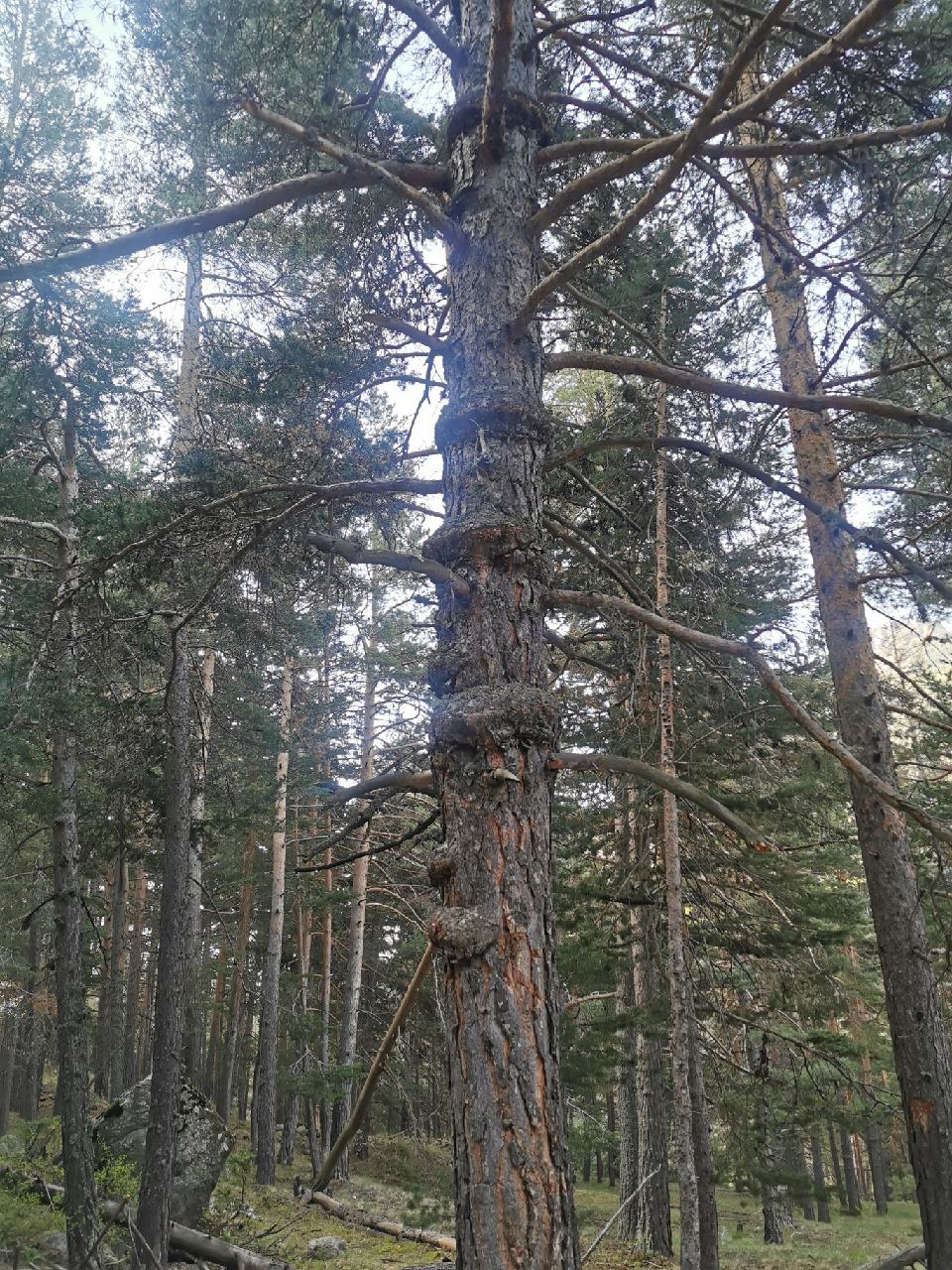 Forêt avec des troncs étranges