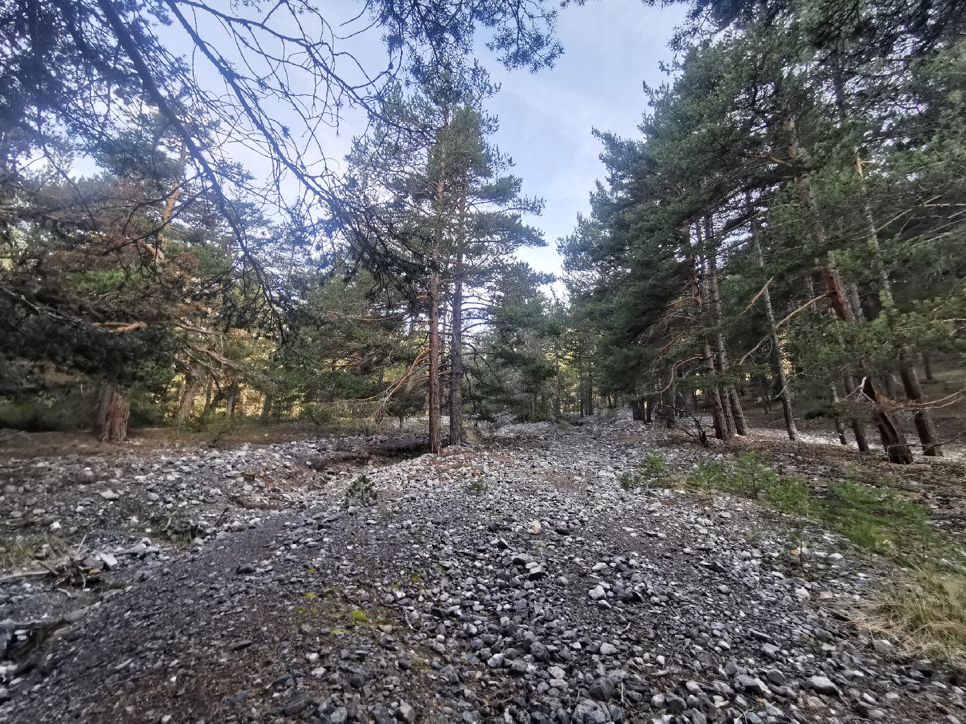 Les arbres au milieux d'un éboulis de roche