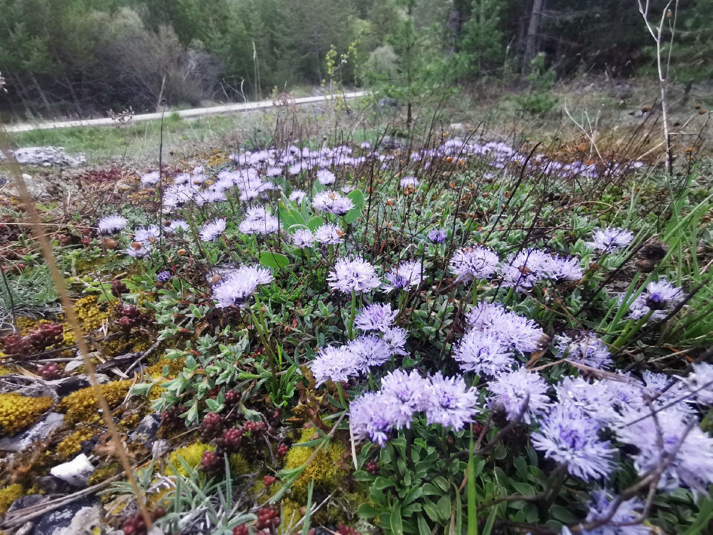 Globulaire (à feuille en cœur ?)