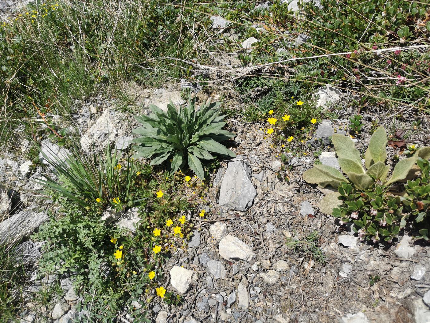 Quel diversité de plantes !