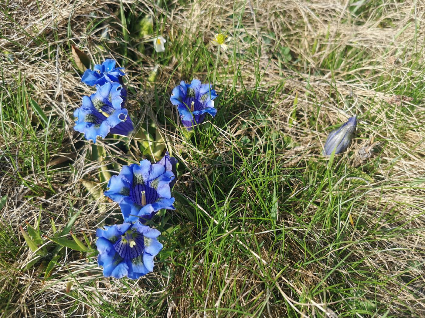 Gentiane alpine (acaule= sans tige))