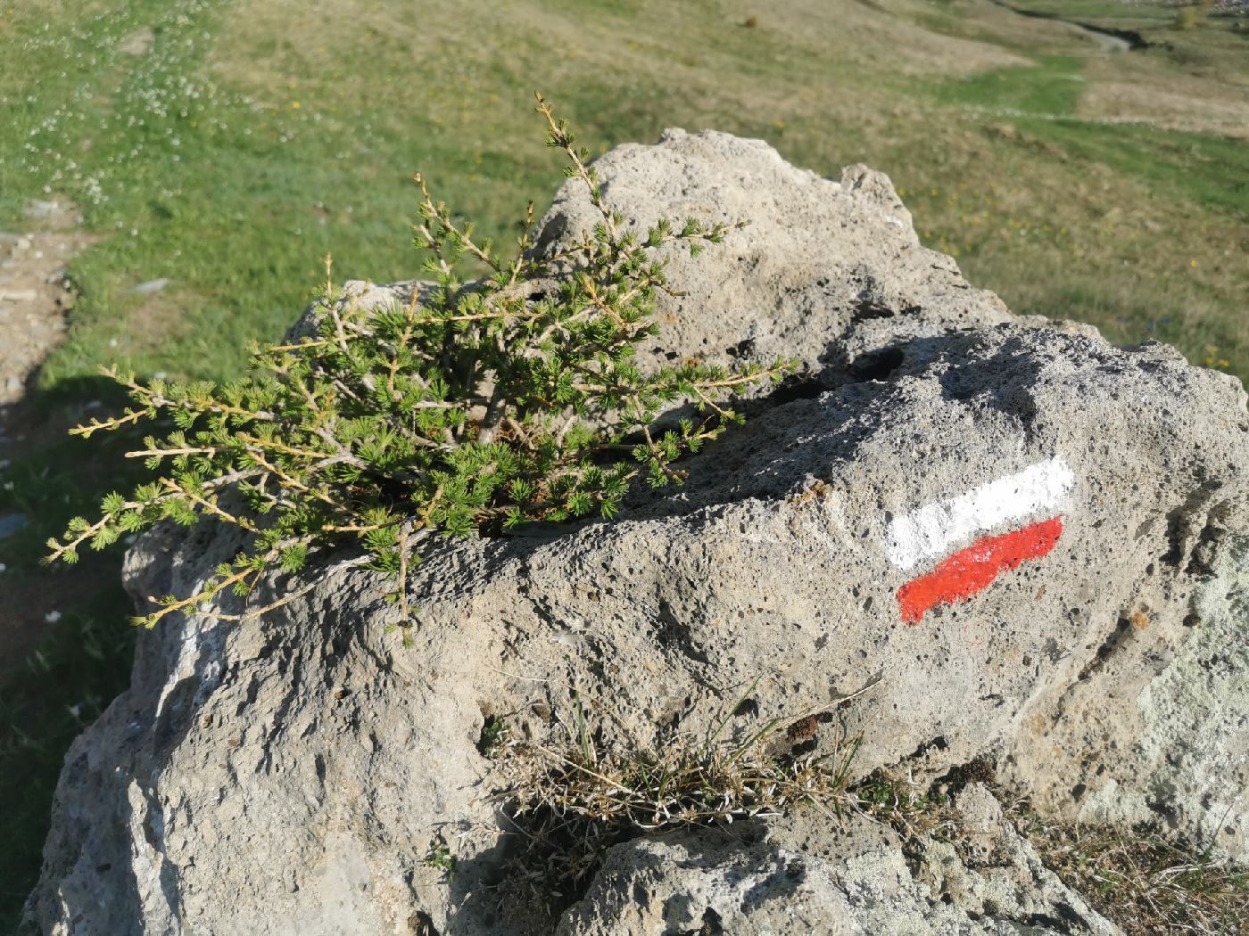 Mais comment pousse ce mélèze dans une fissure de roche !