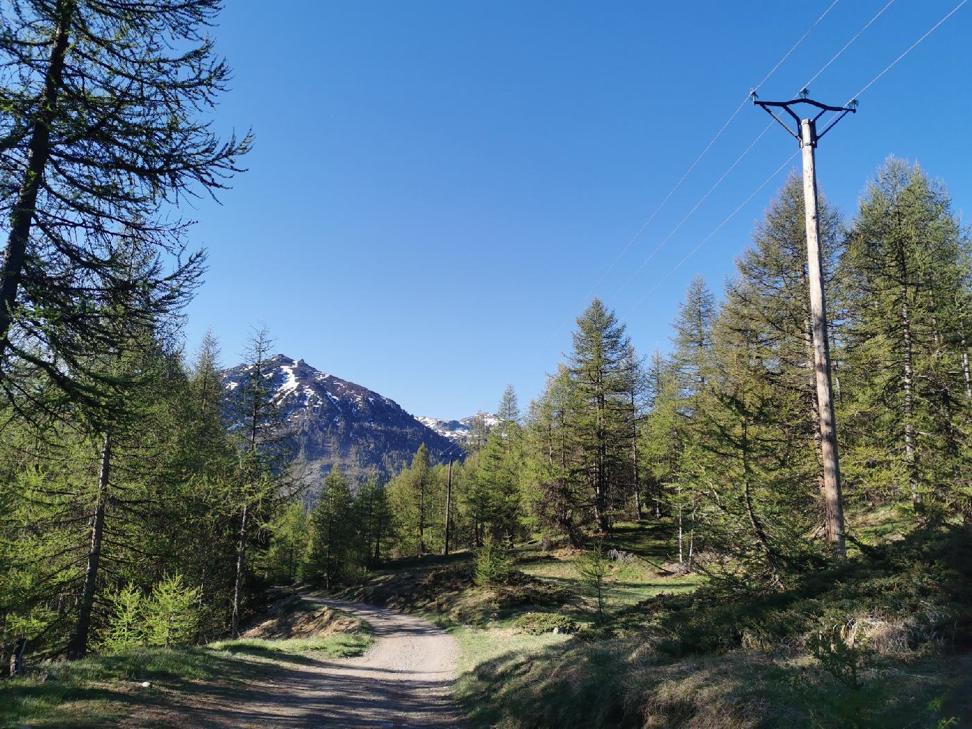 Chemin forestier au dessus de Mongenèvre