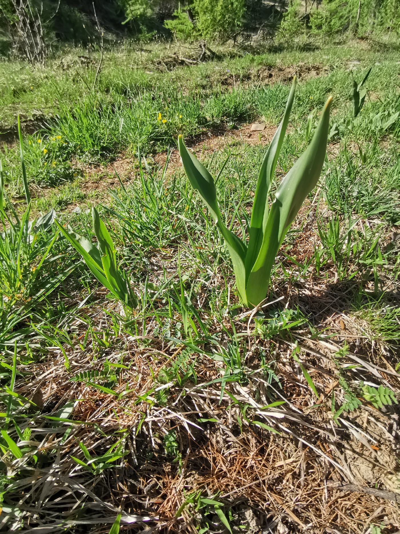 Pied d'une plante, mais laquelle ?