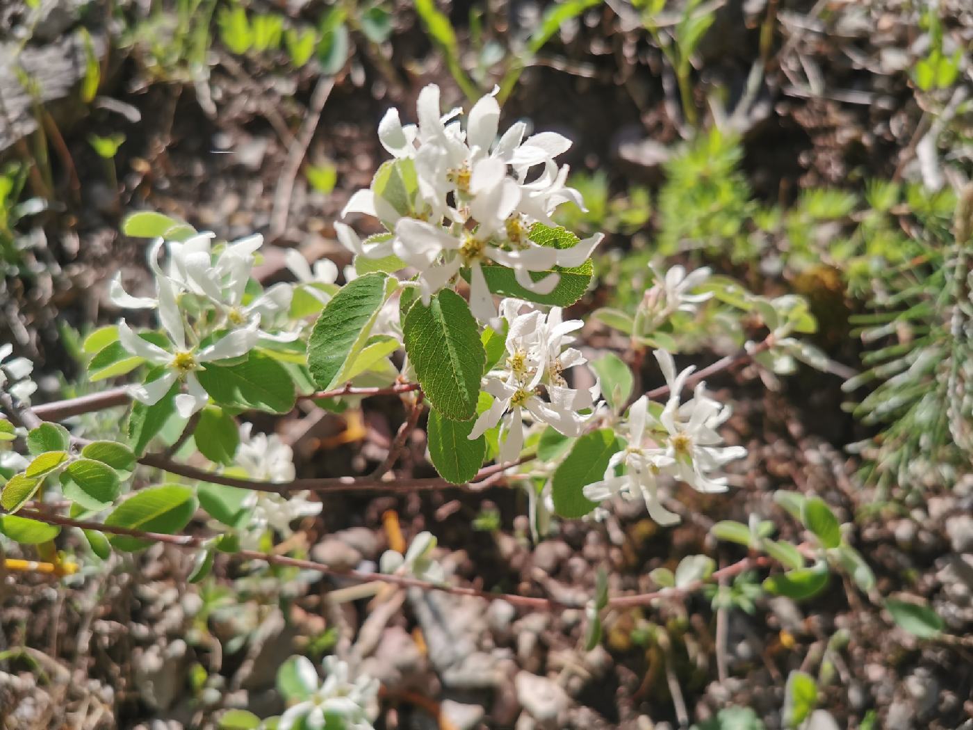 Fleurs d'amélanchier