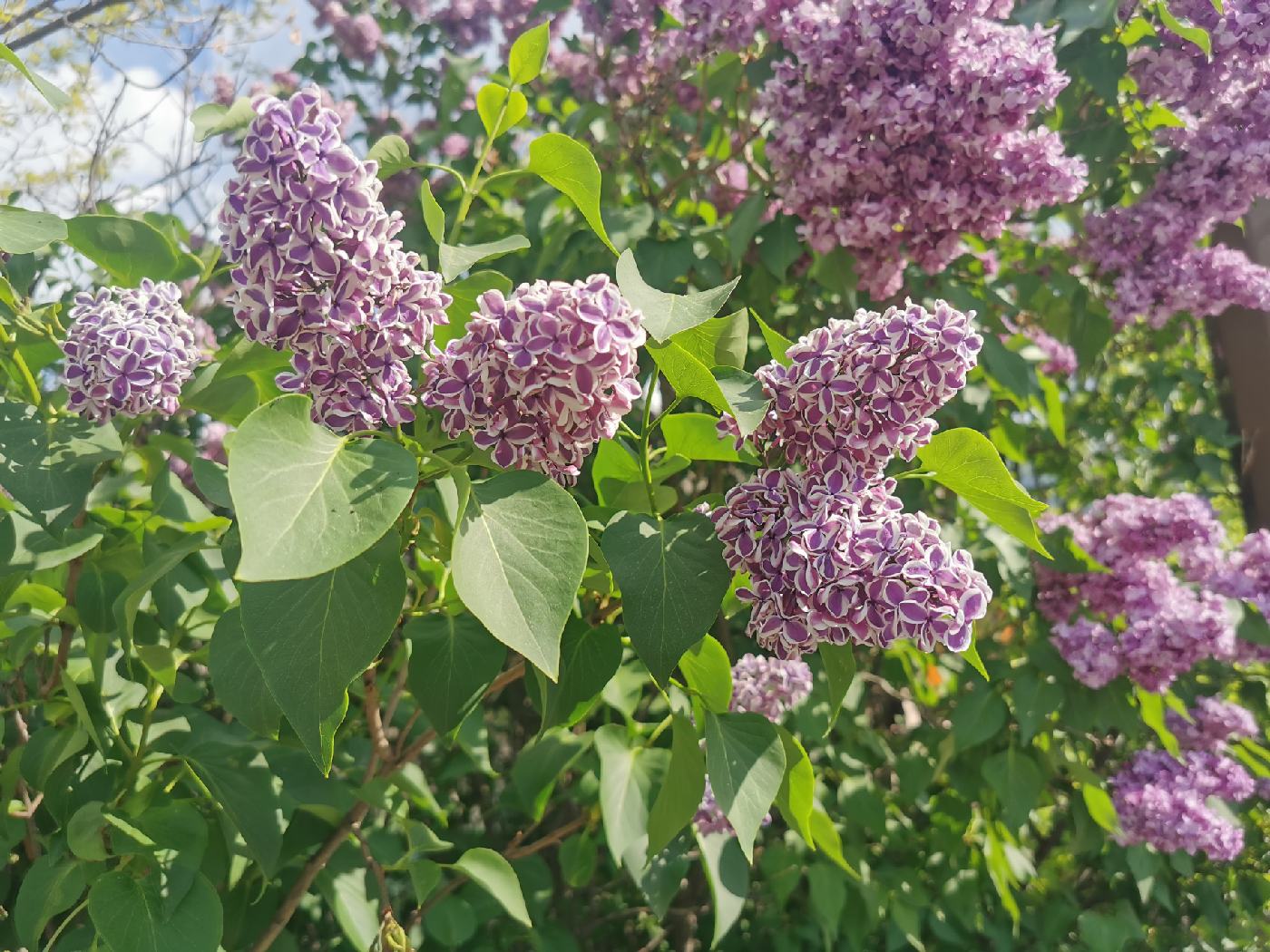 Magnifiques Lilas bicolores