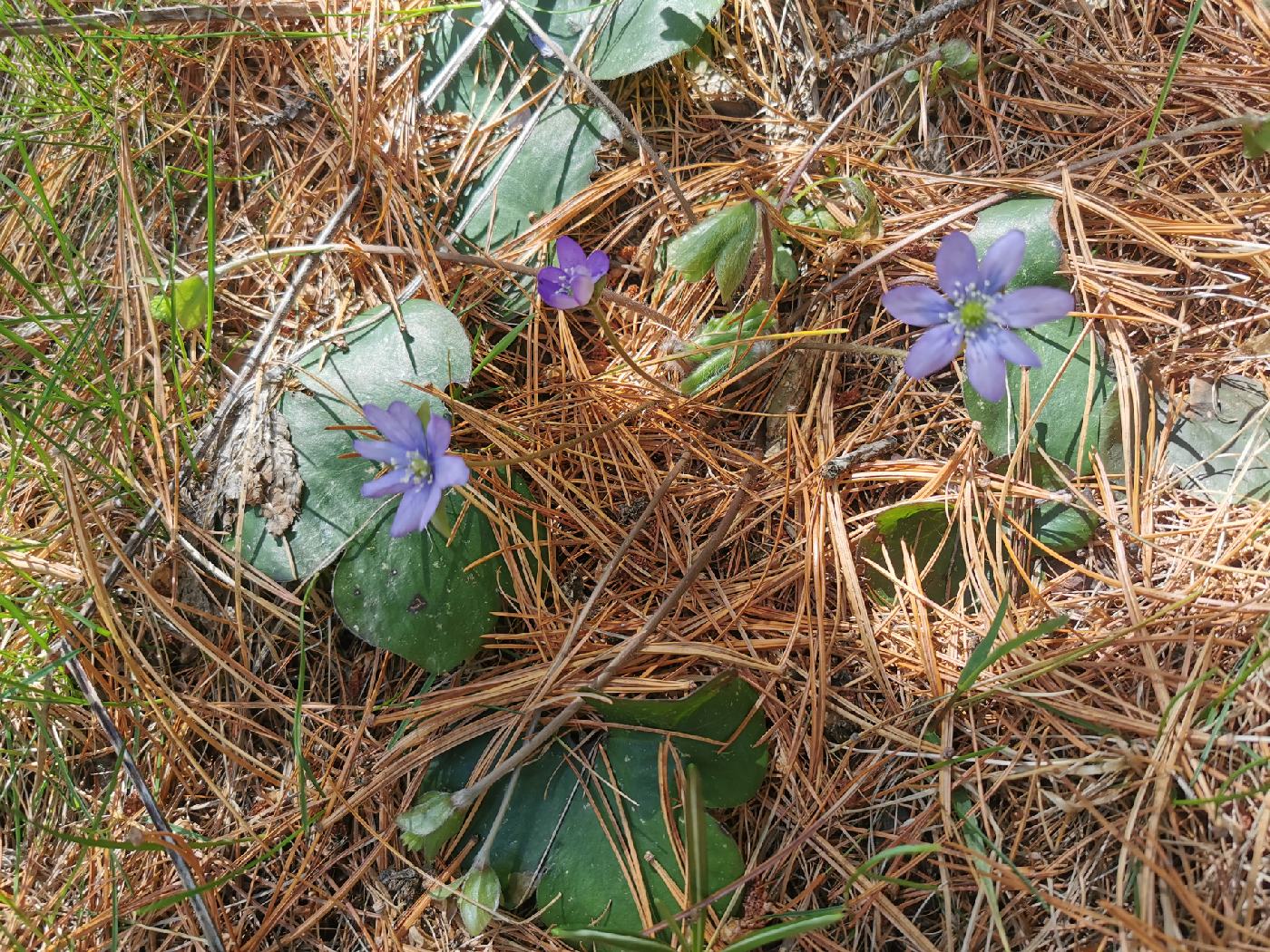 Hépatique noble (Anemone hepatica=