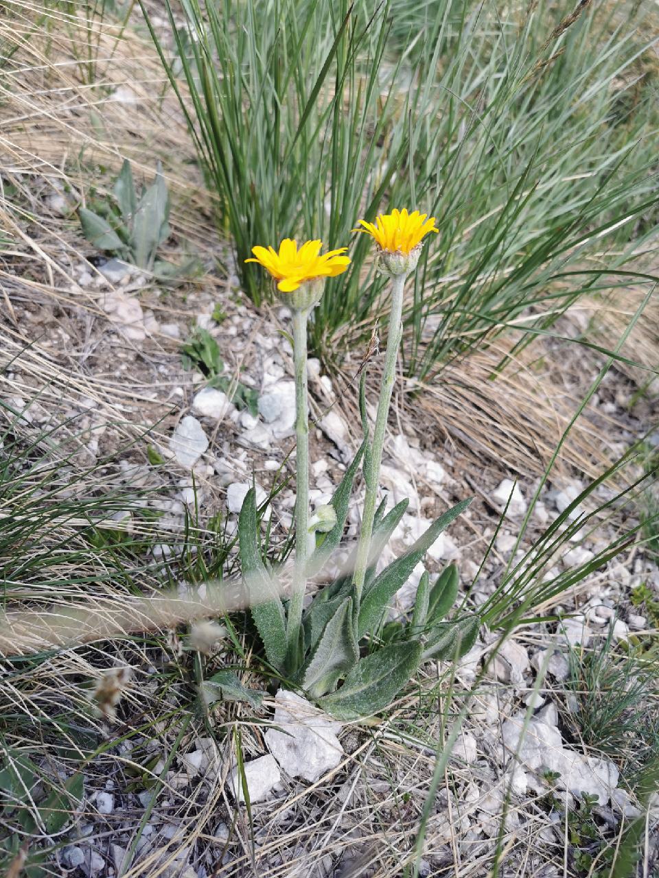 Épervières Alpine