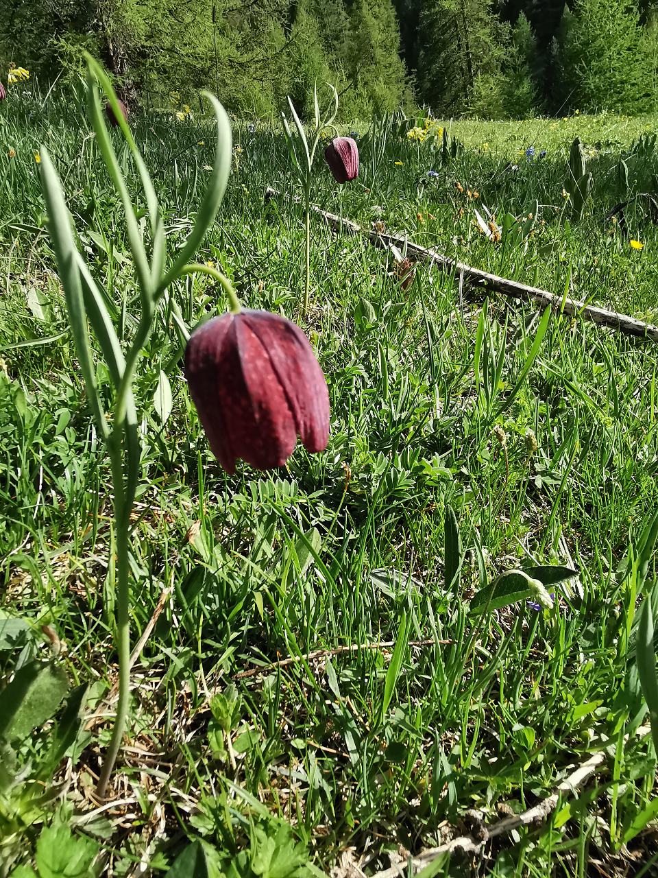 Fritillaire Tubériforme ou damier ou Pintade