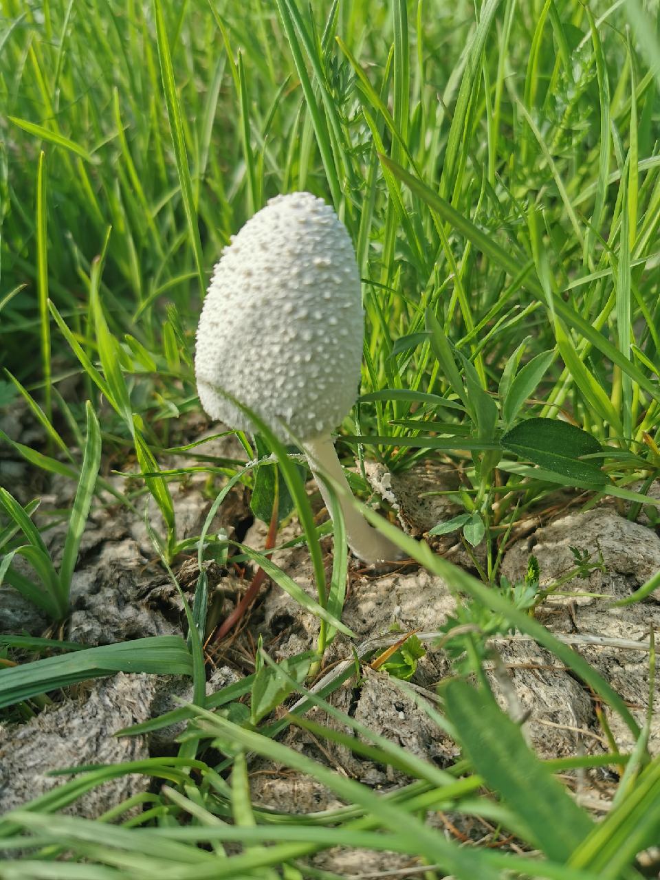 champignon coprin