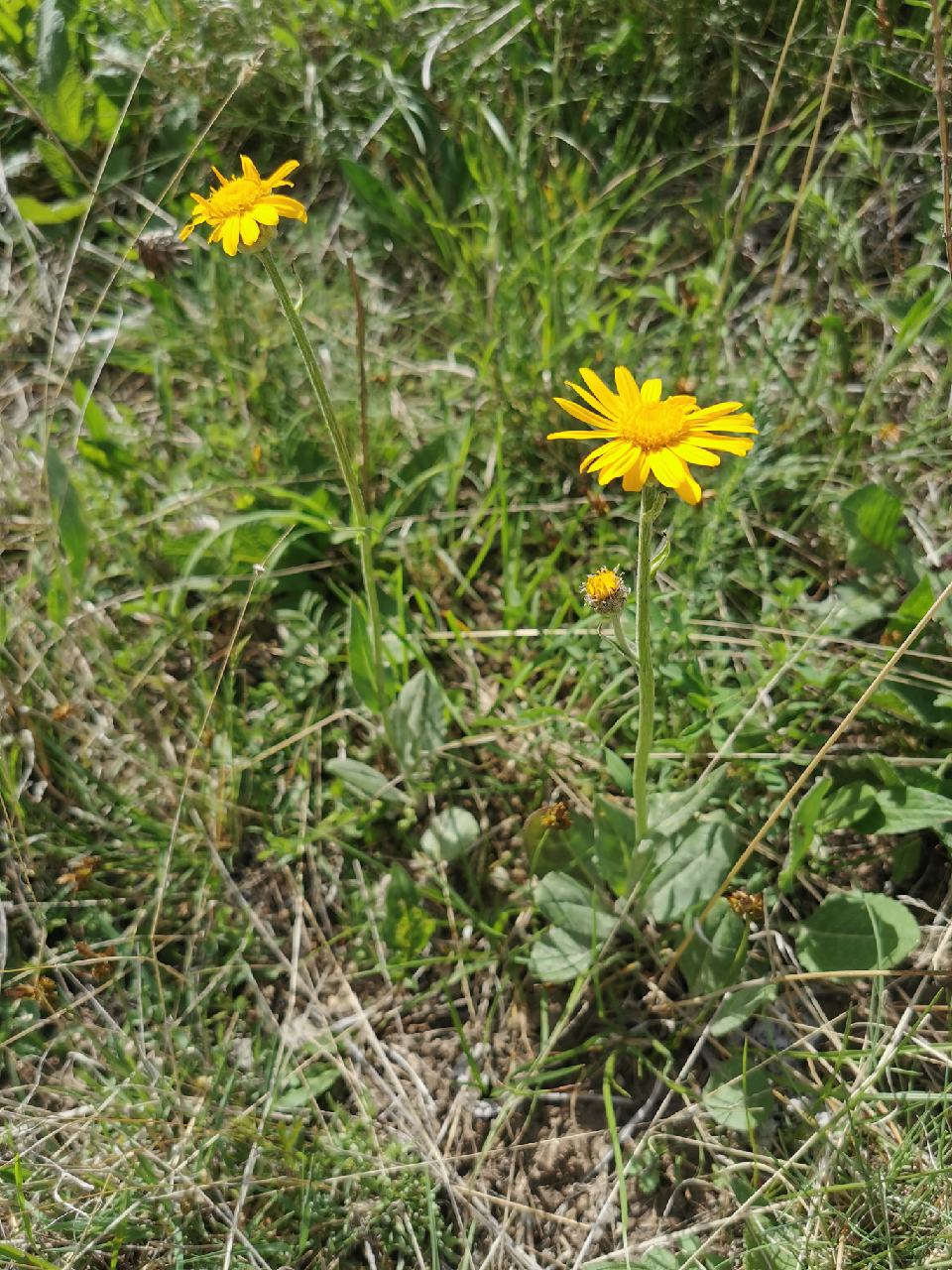 Arnica