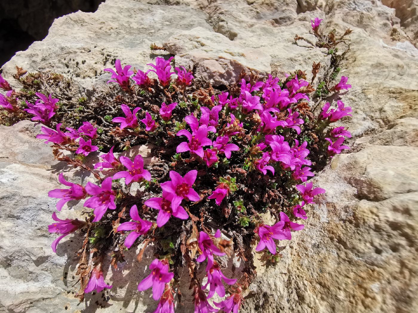 Saxifrage à feuilles opposées