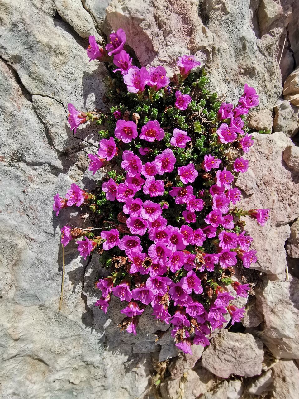 Saxifrage à feuilles opposées