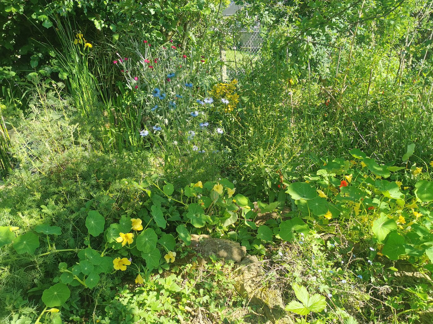 Le coté naturel du jardin