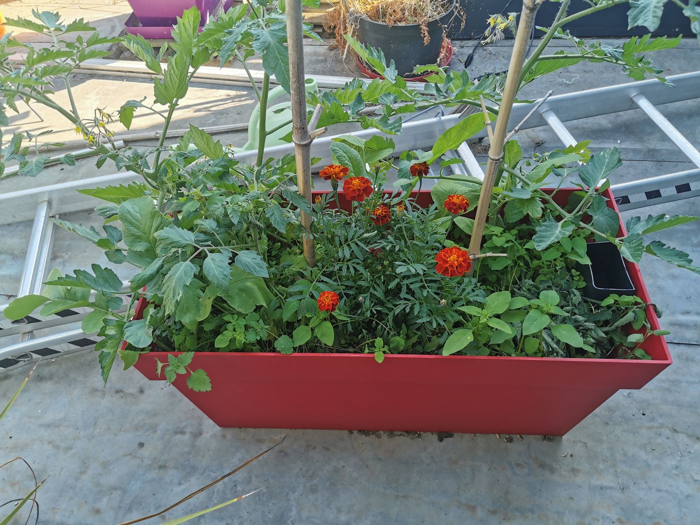 Le pots sur le solarium a bien poussé en 15 jours !