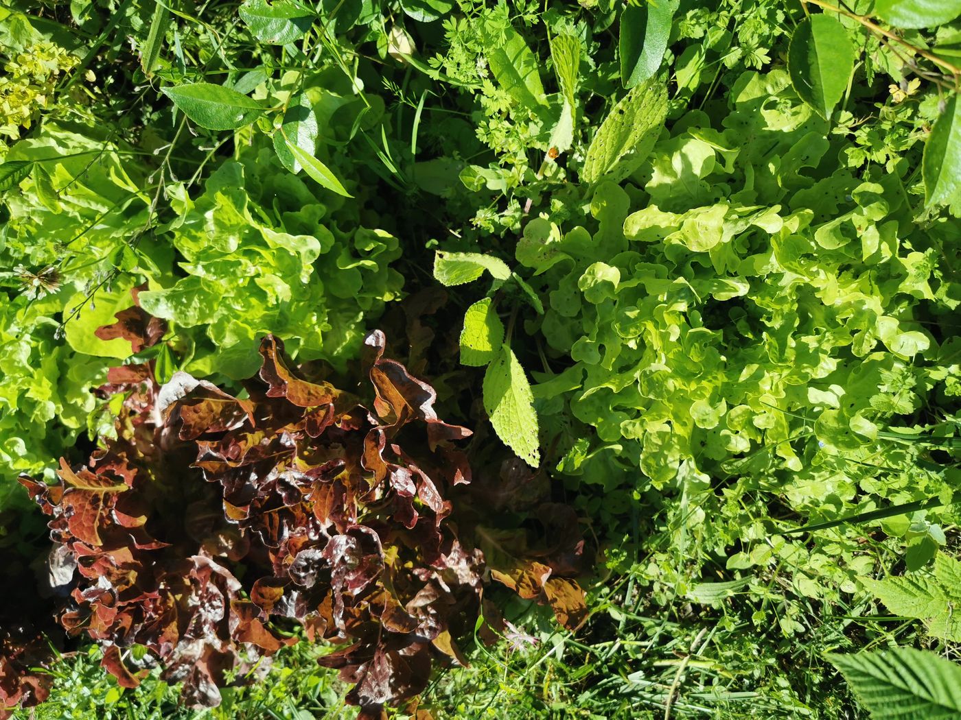 Salade feuilles de chênes