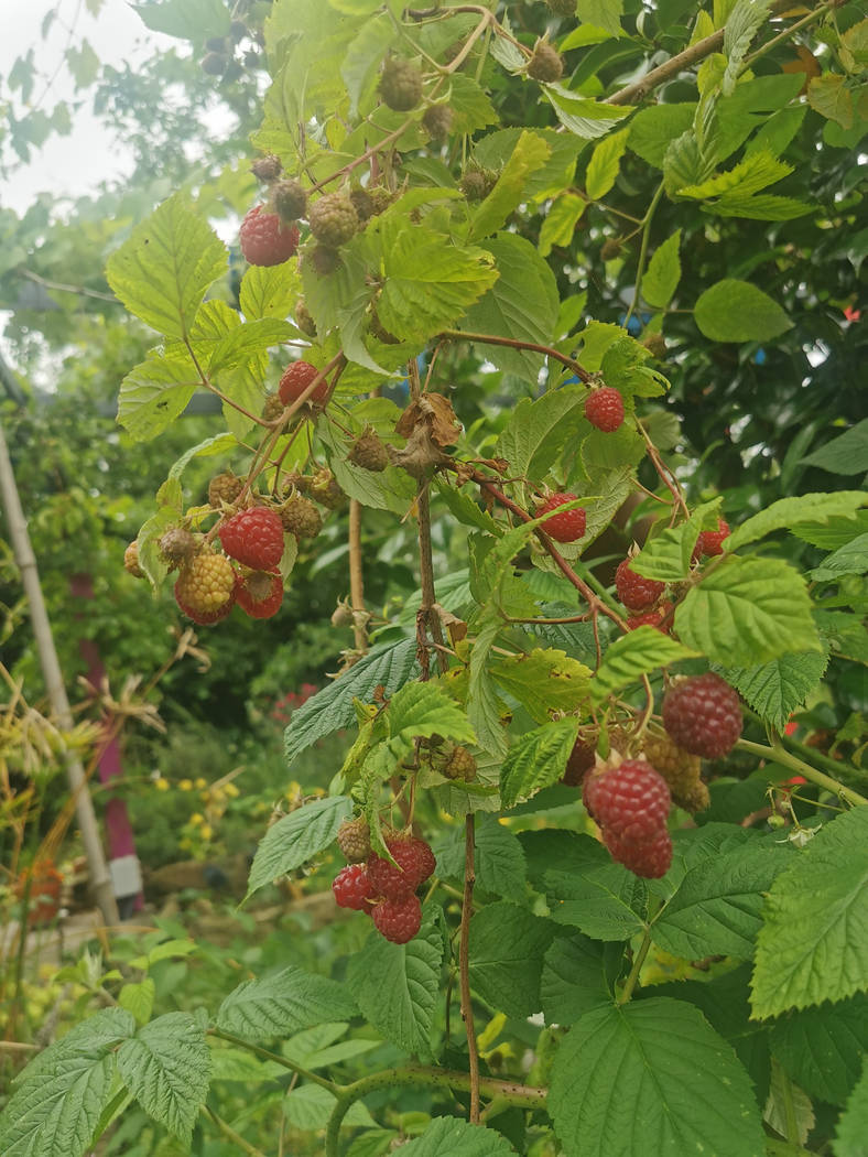 Framboises grimpantes