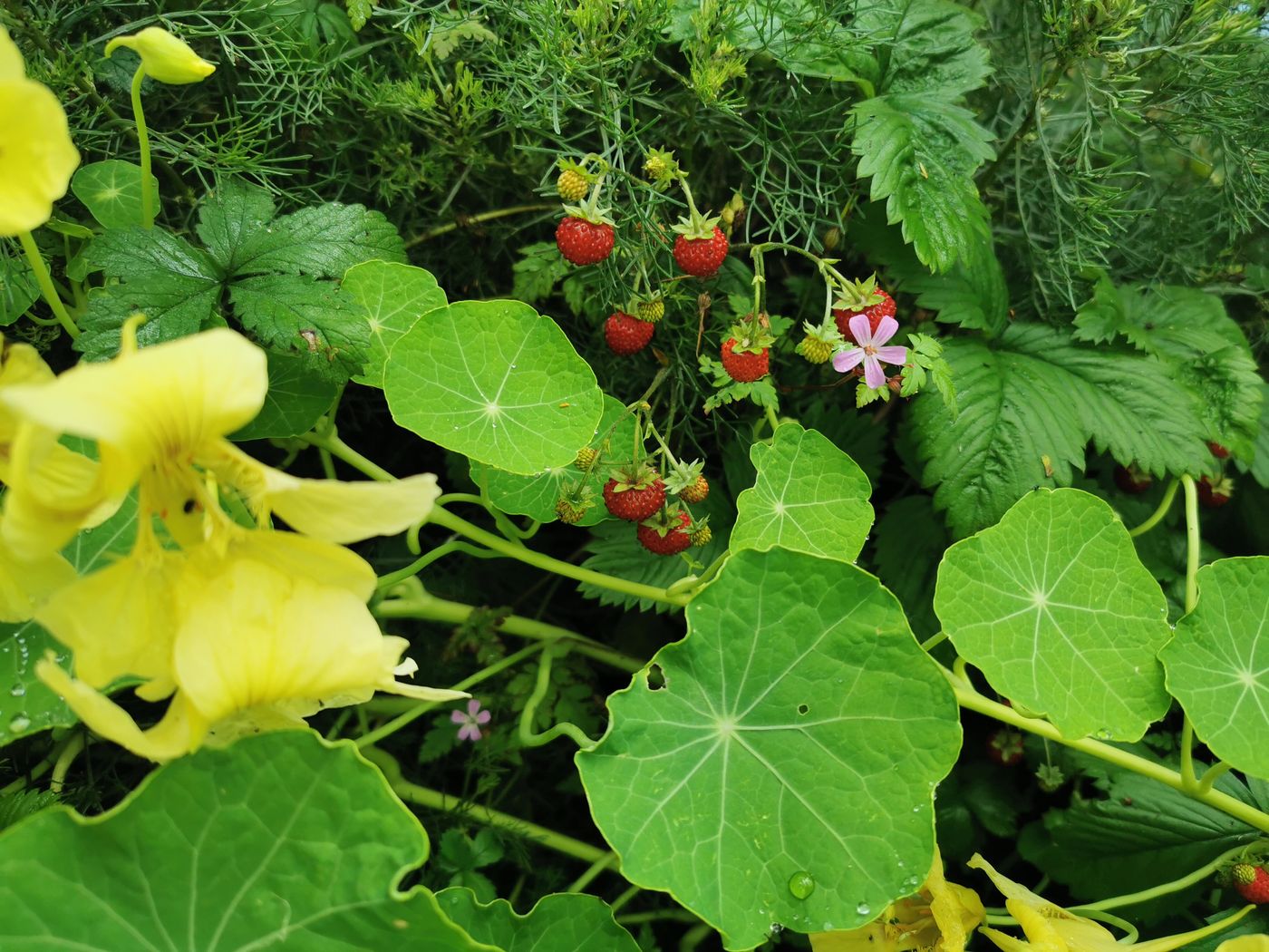 Fraises des bois