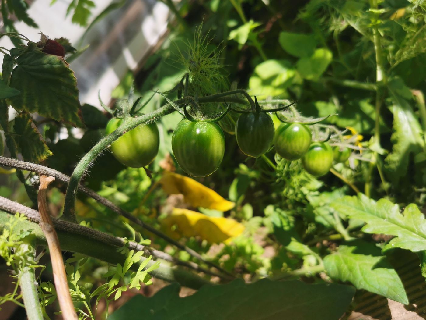 Tomates dans la serre